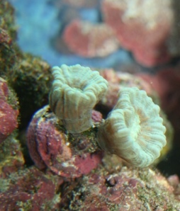 Trumpet Coral -Caulastrea curvata