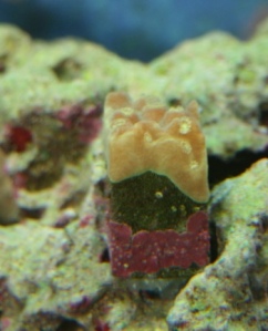 Scroll Coral - Turbinaria 