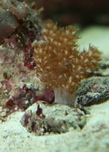 Taro or Kenya Tree Coral (capnella)