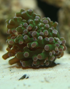 Frogspawn Coral - Euphyllia paradivisa