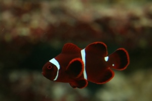Maroon clownfish - Premnas biaculeatus