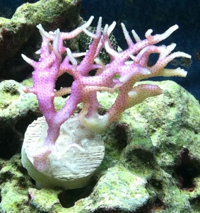 Birdsnest Coral - Pink (Seriatopora hystrix)
